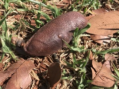 Hymenaea stigonocarpa