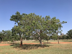 Hymenaea stigonocarpa