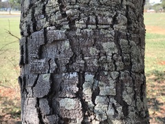 Hymenaea stigonocarpa