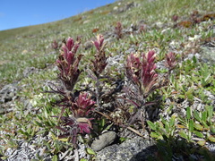 Castilleja hyperborea