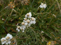 Achillea clavennae