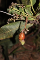 Anacardium