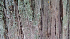 Hyperphyscia adglutinata