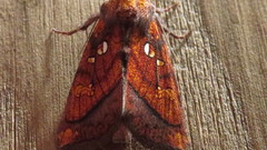 Papaipema leucostigma