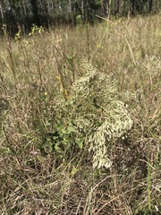 Eupatorium rotundifolium