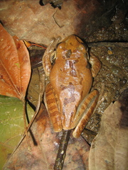 Smilisca phaeota image
