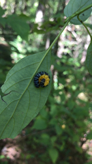 Macremphytus tarsatus