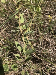 Eupatorium rotundifolium
