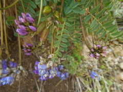 Oxytropis montana
