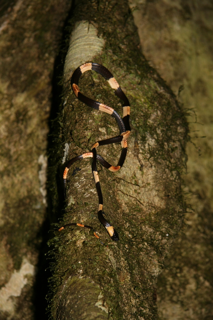 Taylor's Snaileater