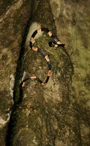 Taylor's Snail-eater
