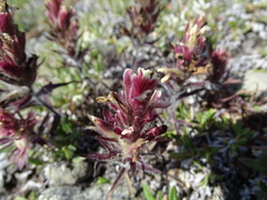 Castilleja hyperborea