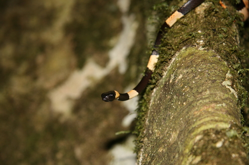 Taylor's Snail-eater