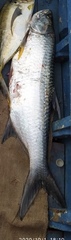 Megalops atlanticus