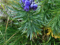 Aconitum tauricum