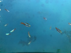 Paracheirodon innesi