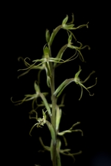 Habenaria multicaudata