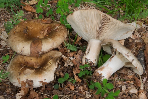 Representative image of Russula acrifolia