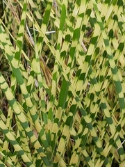 Miscanthus junceus