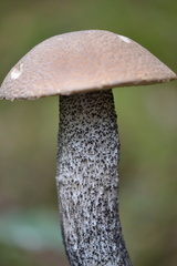 Leccinum duriusculum