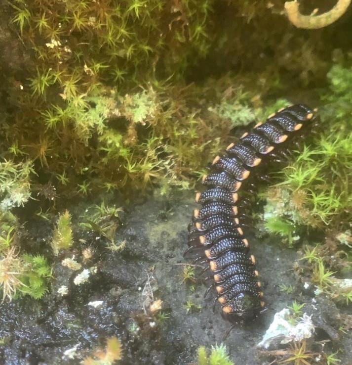 Amplinus vergelanus