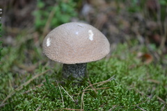 Leccinum duriusculum