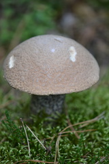 Leccinum duriusculum