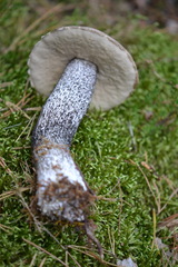 Leccinum duriusculum