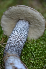 Leccinum duriusculum