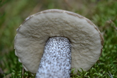 Leccinum duriusculum