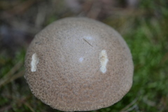 Leccinum duriusculum