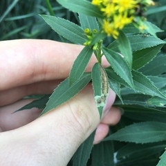 Calycomyza solidaginis