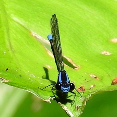 Argia oculata