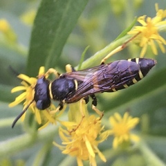 Philanthus solivagus