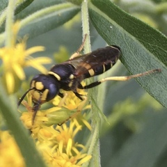 Philanthus solivagus
