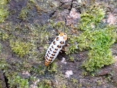 Scaphidomorphus bosci