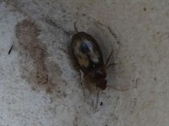 Philophlaeus luculentus