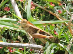 Gastrimargus marmoratus