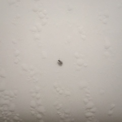 Culicoides impunctatus