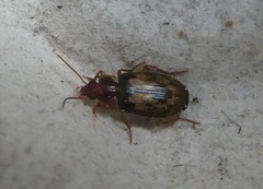 Philophlaeus luculentus
