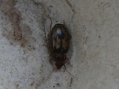 Philophlaeus luculentus