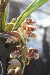 Grammatophyllum stapeliiflorum