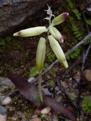 Lachenalia vanzyliae