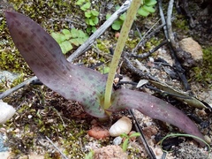 Lachenalia vanzyliae