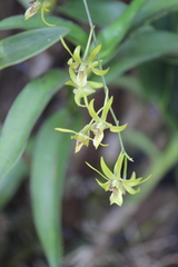 Dendrobium capra