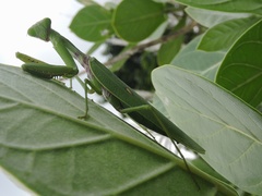 Hierodula tenuidentata