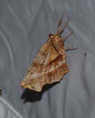 Selenia alciphearia