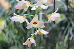 Dendrobium moschatum
