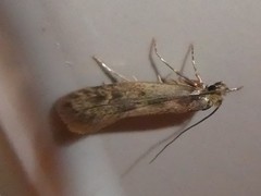 Tinea pallescentella