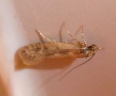 Tinea pallescentella
